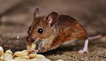 24 Hour & Emergency Exterminators in New Britain, CT